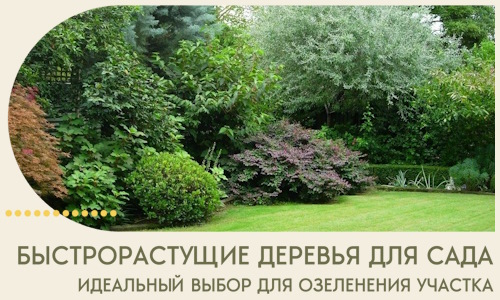Быстрорастущие деревья для сада идеальный выбор в Нижнекамске