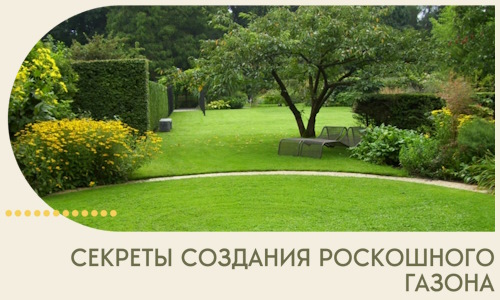 Секреты создания роскошного газона в Нижнекамске